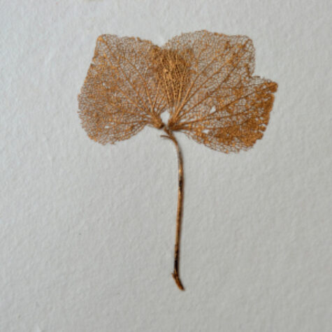 hortensia dorure