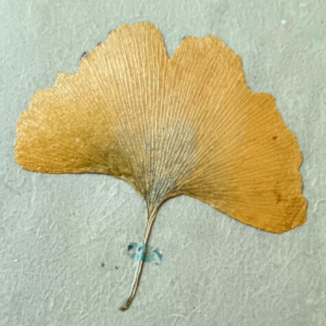 6-ginko-3